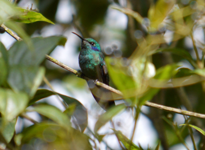 COLIBRI CORUSCANS