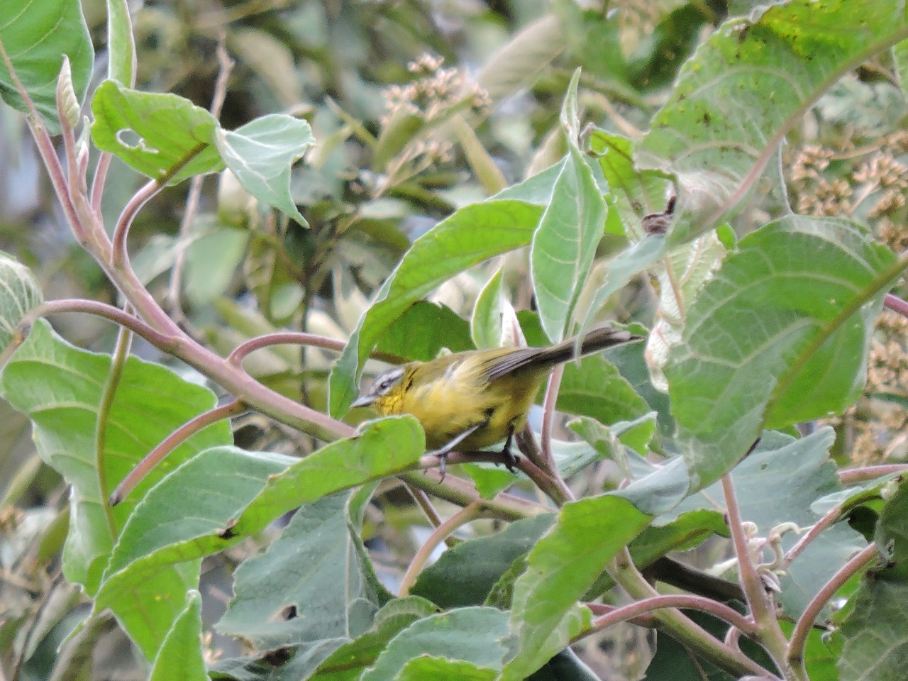 IMG-20190504-WA0158